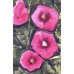 “Bright Hollyhocks” – Original Painting by Marina Stognieva